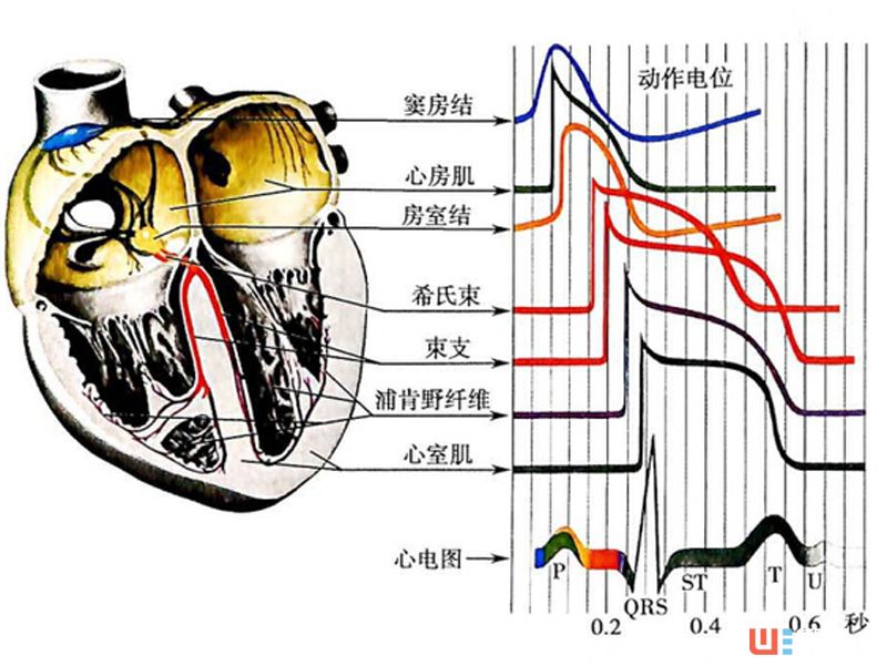 「技術(shù)宅」智能穿戴設(shè)備的“器官”：心率傳感器