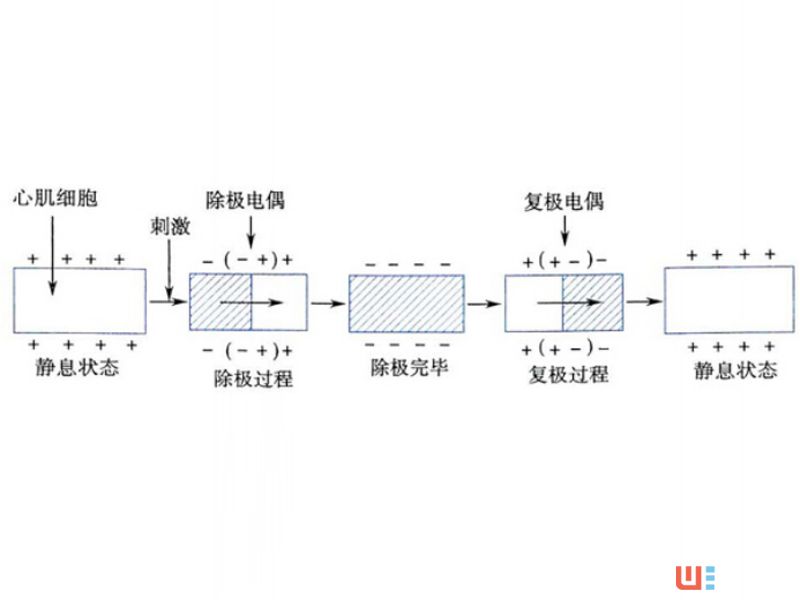「技術(shù)宅」智能穿戴設(shè)備的“器官”：心率傳感器
